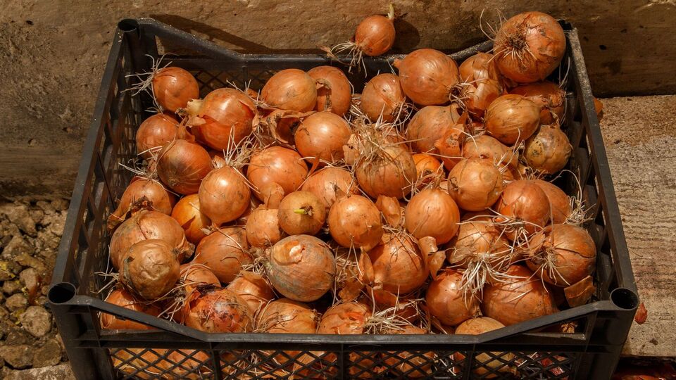 Желтый лук хранится лучше, чем другие сорта