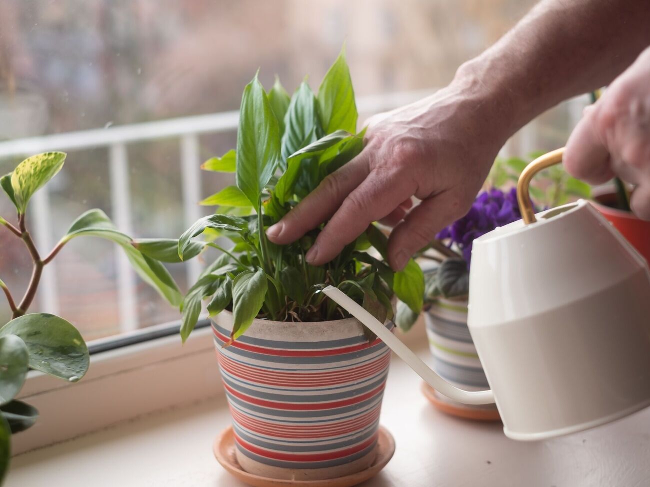 Зимой цветы не любят перелива
