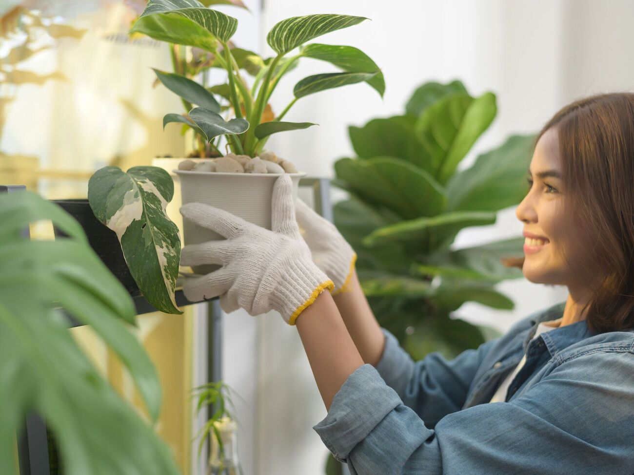 Зимой растения легко поражаются белокрылками
