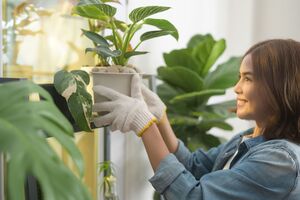 Зимой растения легко поражаются белокрылками