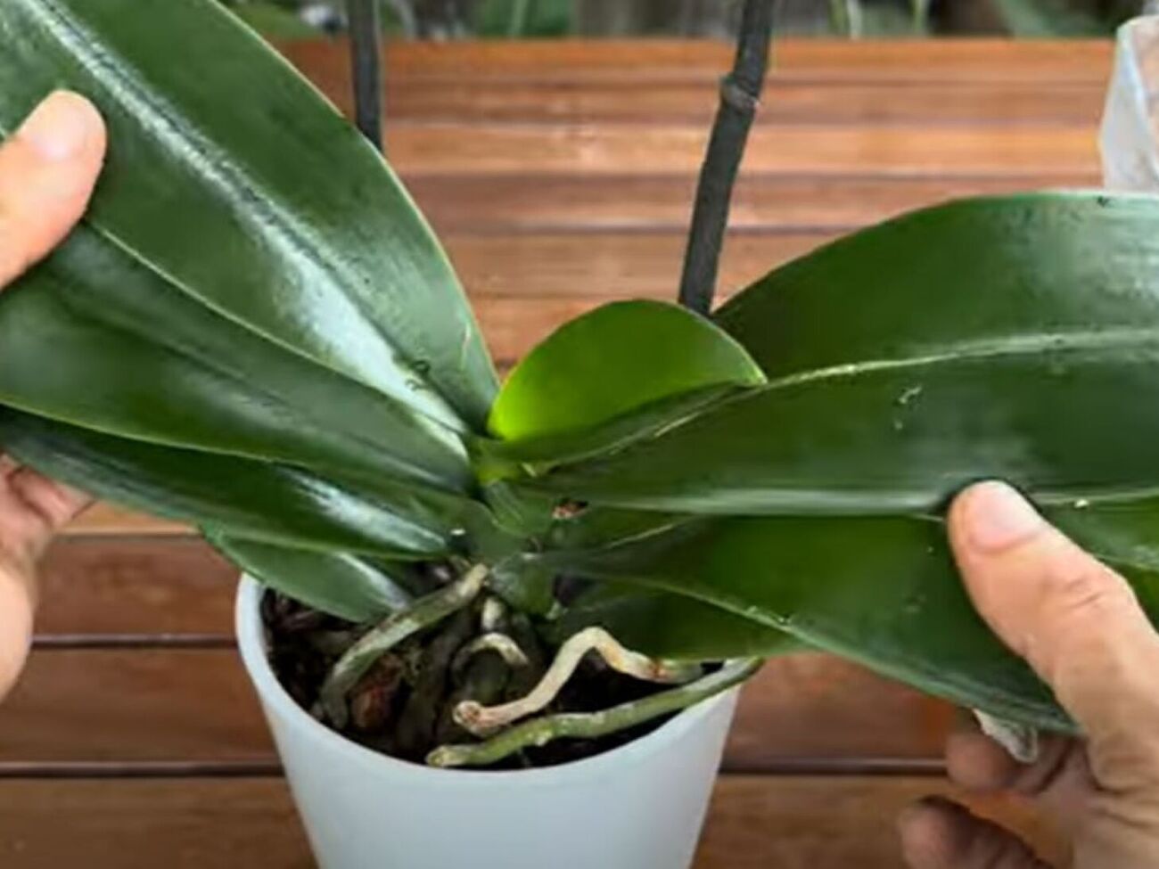 Раз в неделю протирайте листья орхидеи спонжем, смоченным в кофейном настое