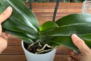 Раз в неделю протирайте листья орхидеи спонжем, смоченным в кофейном настое