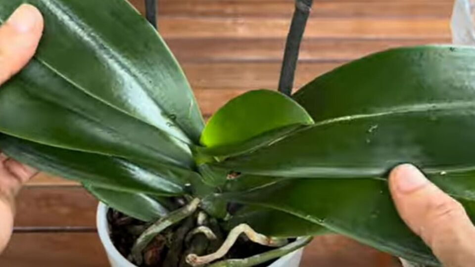 Раз на тиждень протирайте листя орхідеї спонжем, змоченим у кавовому настої
