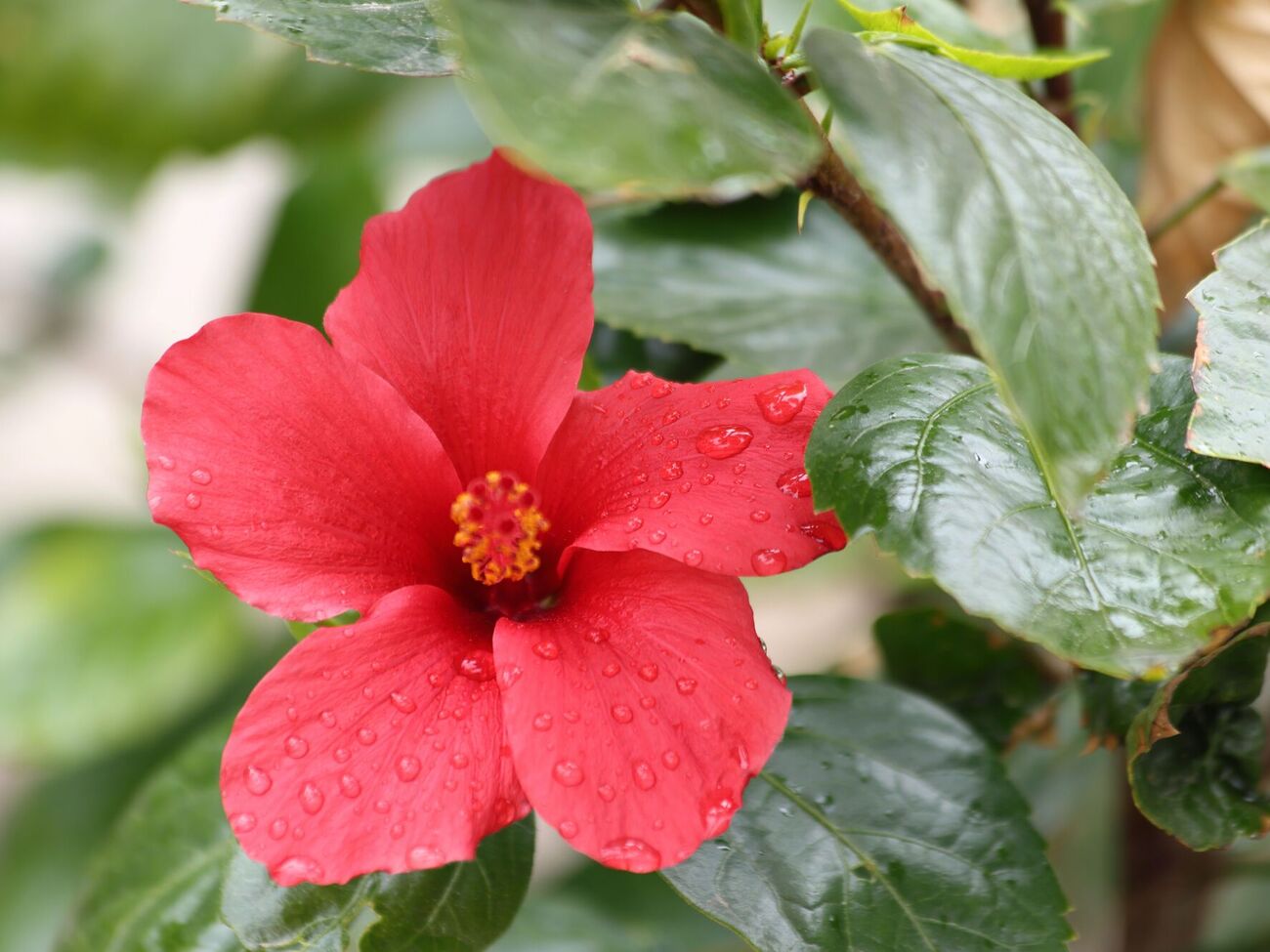 Гибискус называют "мужчиногоном"