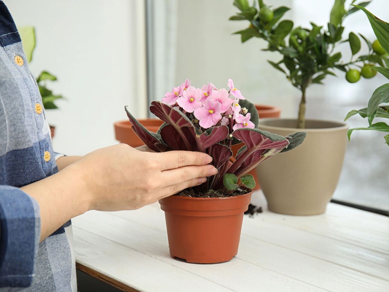 Поливайте фиалки свежим раствором раз в две недели