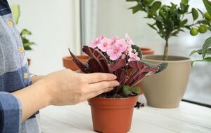 Поливайте фиалки свежим раствором раз в две недели