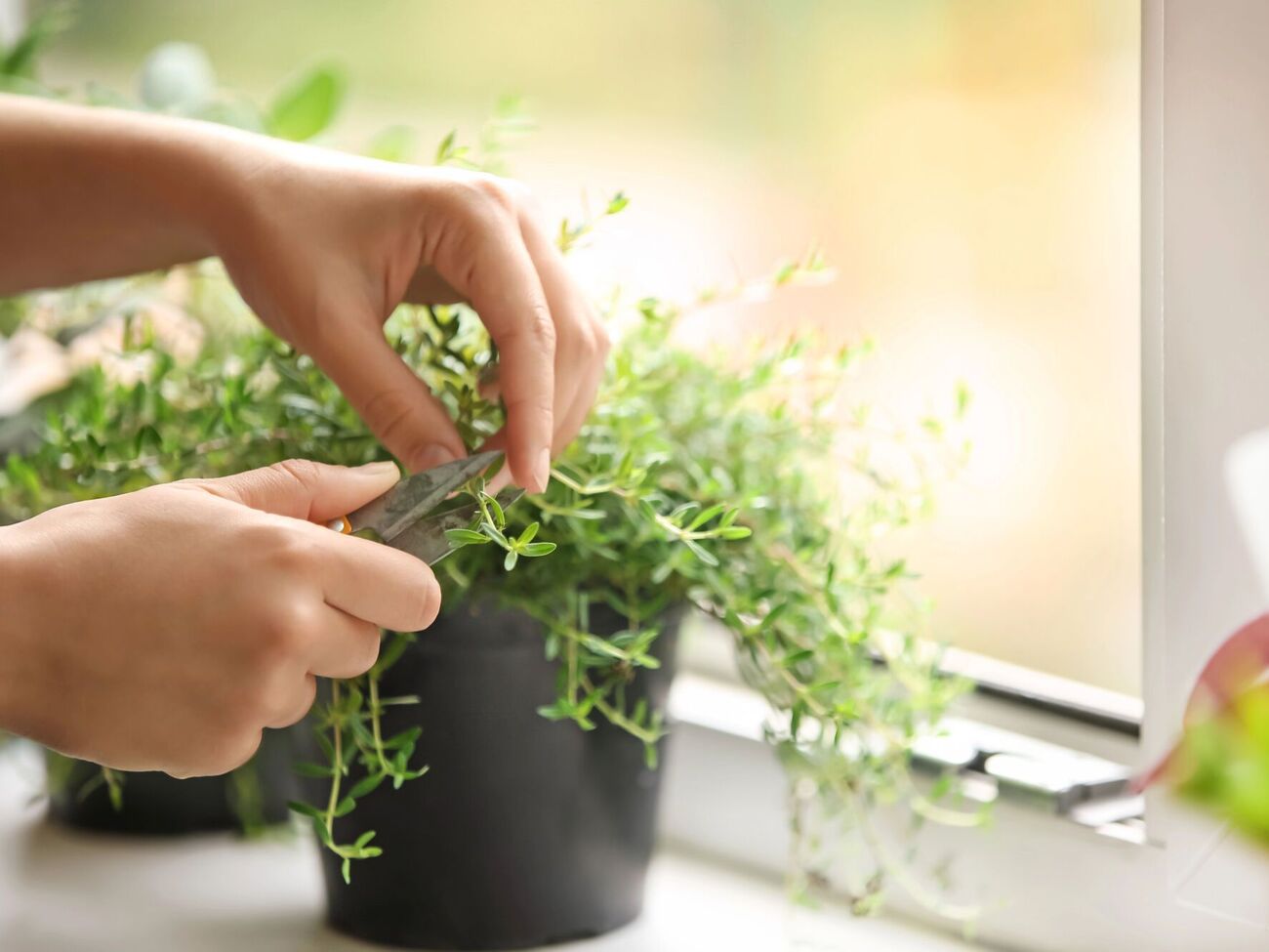 Трави можна вирощувати за кімнатних умов