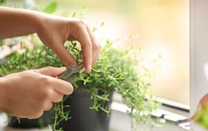 Трави можна вирощувати за кімнатних умов