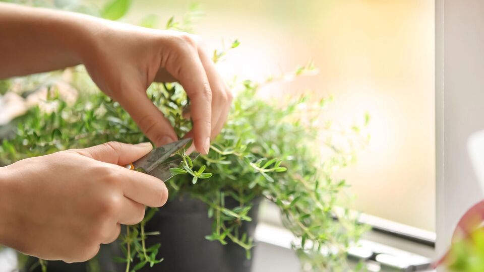 Трави можна вирощувати за кімнатних умов