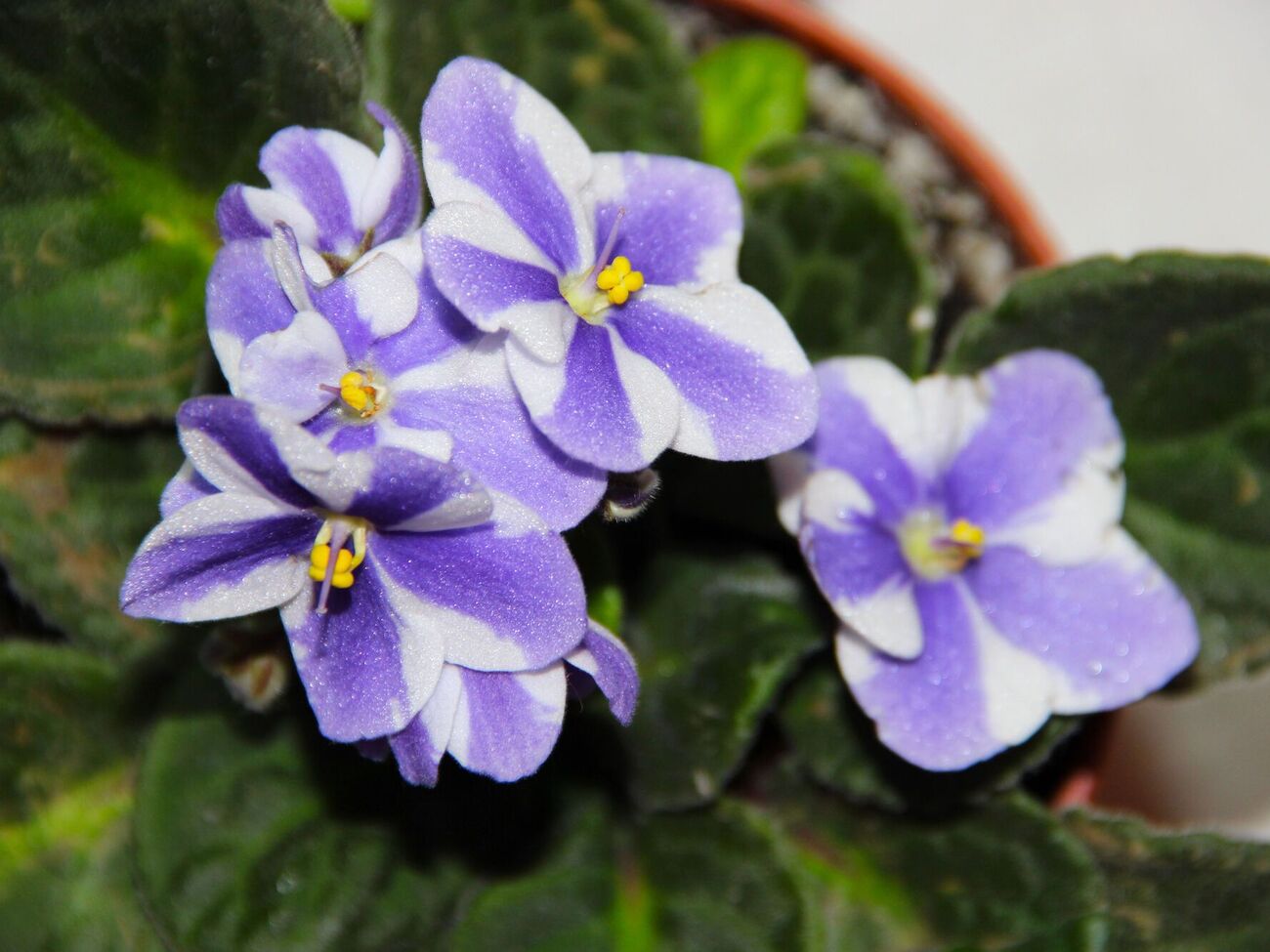 В комфортной среде фиалка будет цвести