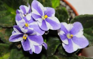 У комфортному середовищі фіалка цвістиме