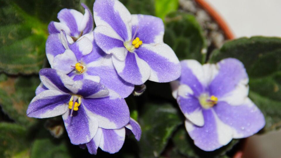 В комфортной среде фиалка будет цвести