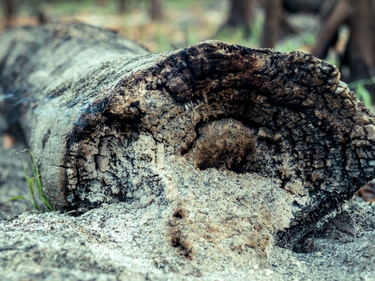 Золу нужно равномерно распределять по поверхности почвы