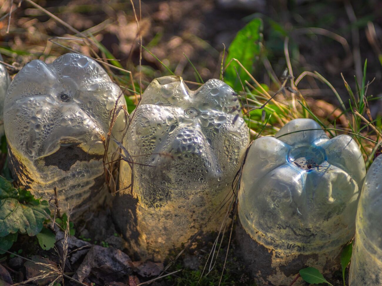 Некоторые растения можно сажать зимой