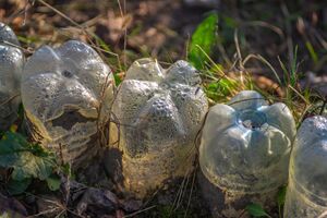 Некоторые растения можно сажать зимой