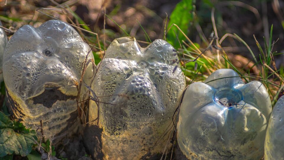 Некоторые растения можно сажать зимой