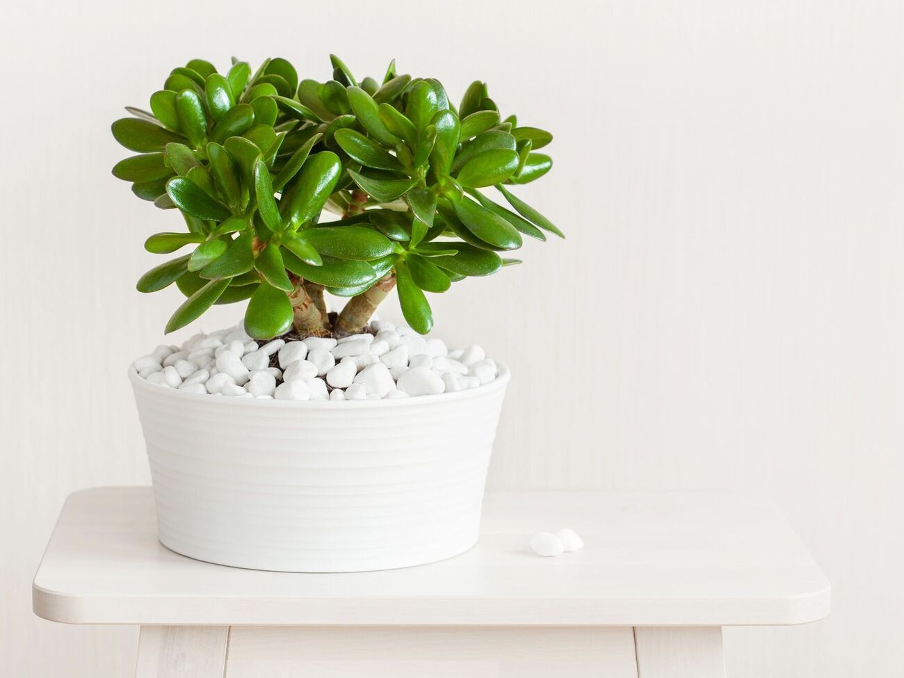 Денежное дерево – очень выносливое растение