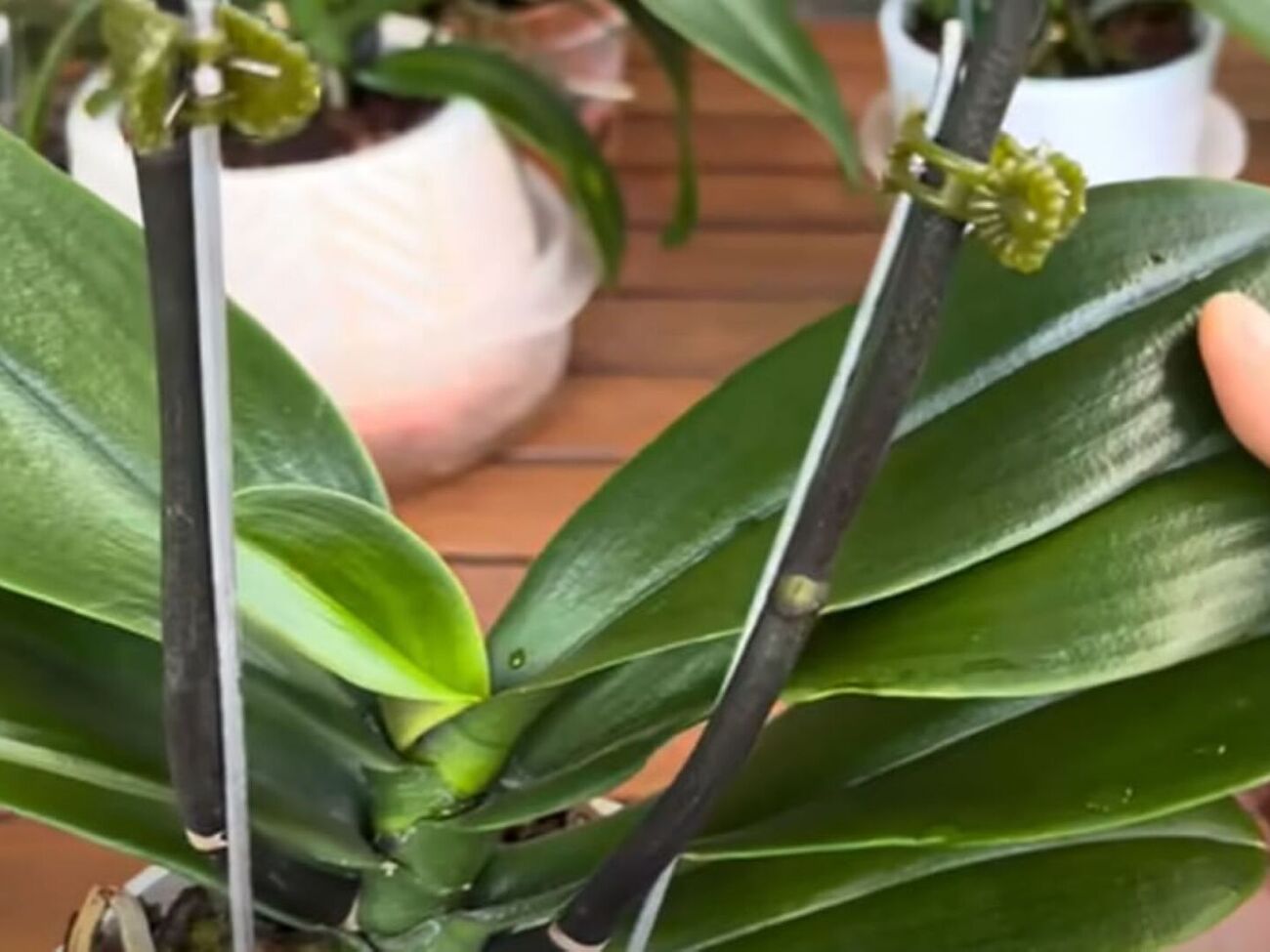 Протрите листья орхидеи ватным диском, смоченным в приготовленном настое