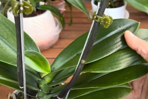 Протрите листья орхидеи ватным диском, смоченным в приготовленном настое