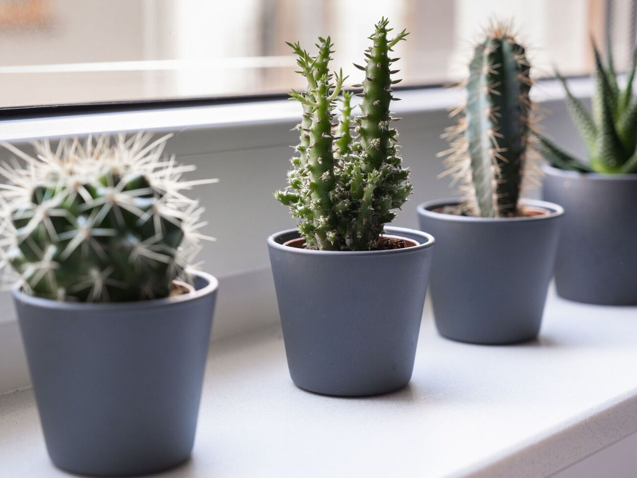 Зимний полив кактусов отличается от летне-весеннего