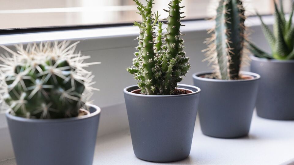 Зимний полив кактусов отличается от летне-весеннего