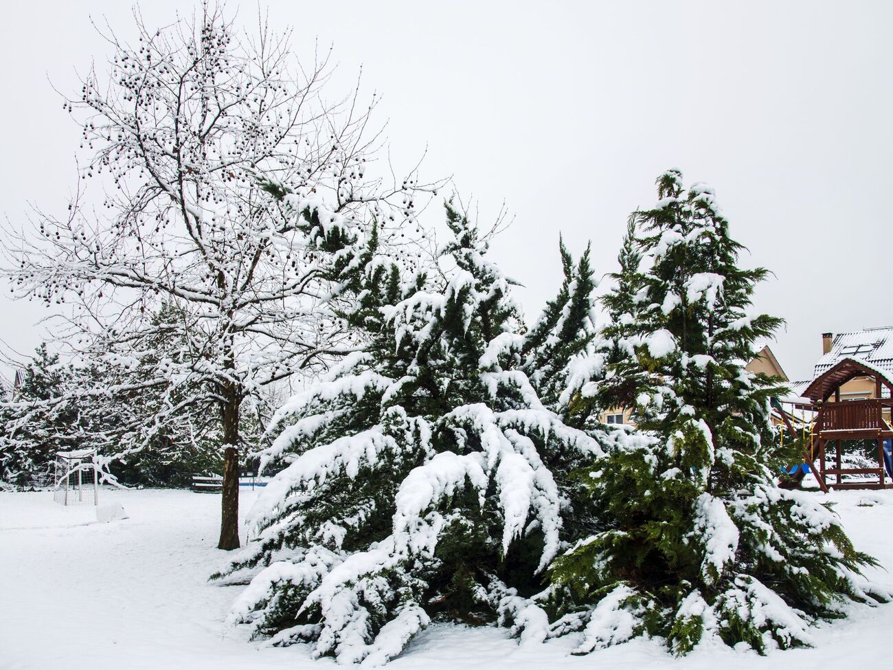 Чтобы хвойные не сломались, зимой их надо подвязывать