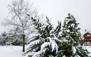 Чтобы хвойные не сломались, зимой их надо подвязывать