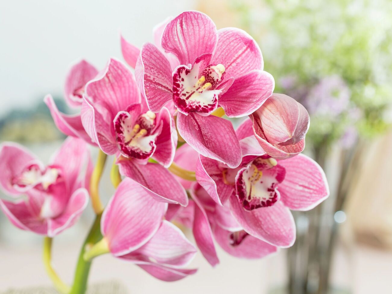 Не стоит поливать орхидею после пересадки