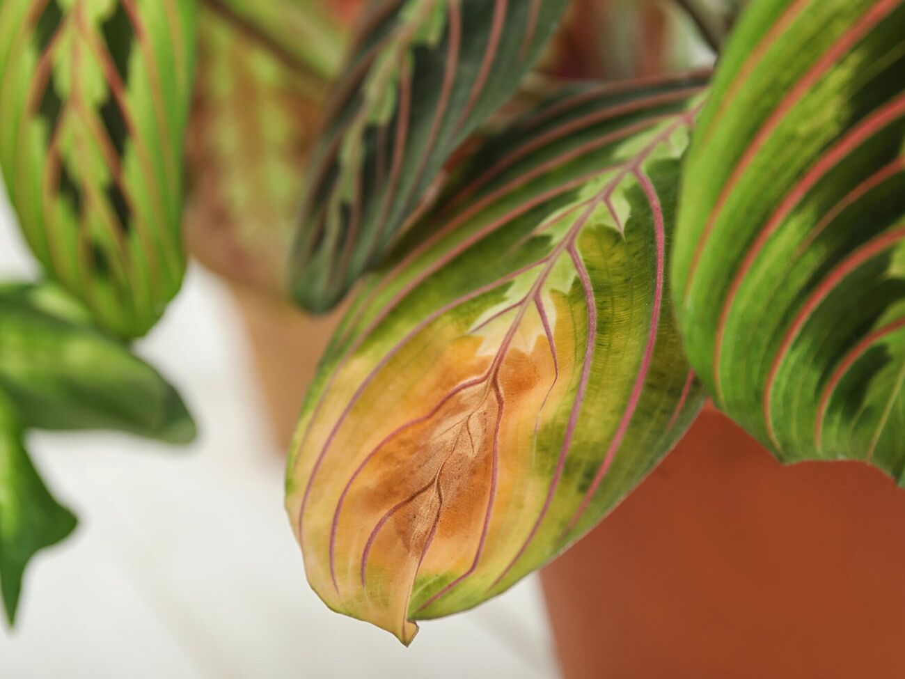 Иногда растение может страдать от чрезмерного полива