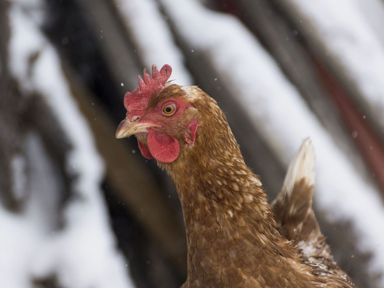 На откладывание яиц зимой влияет температура в курятнике и отсутствие сквозняков