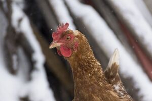 На несення яєць узимку впливає температура в курнику й відсутність протягів