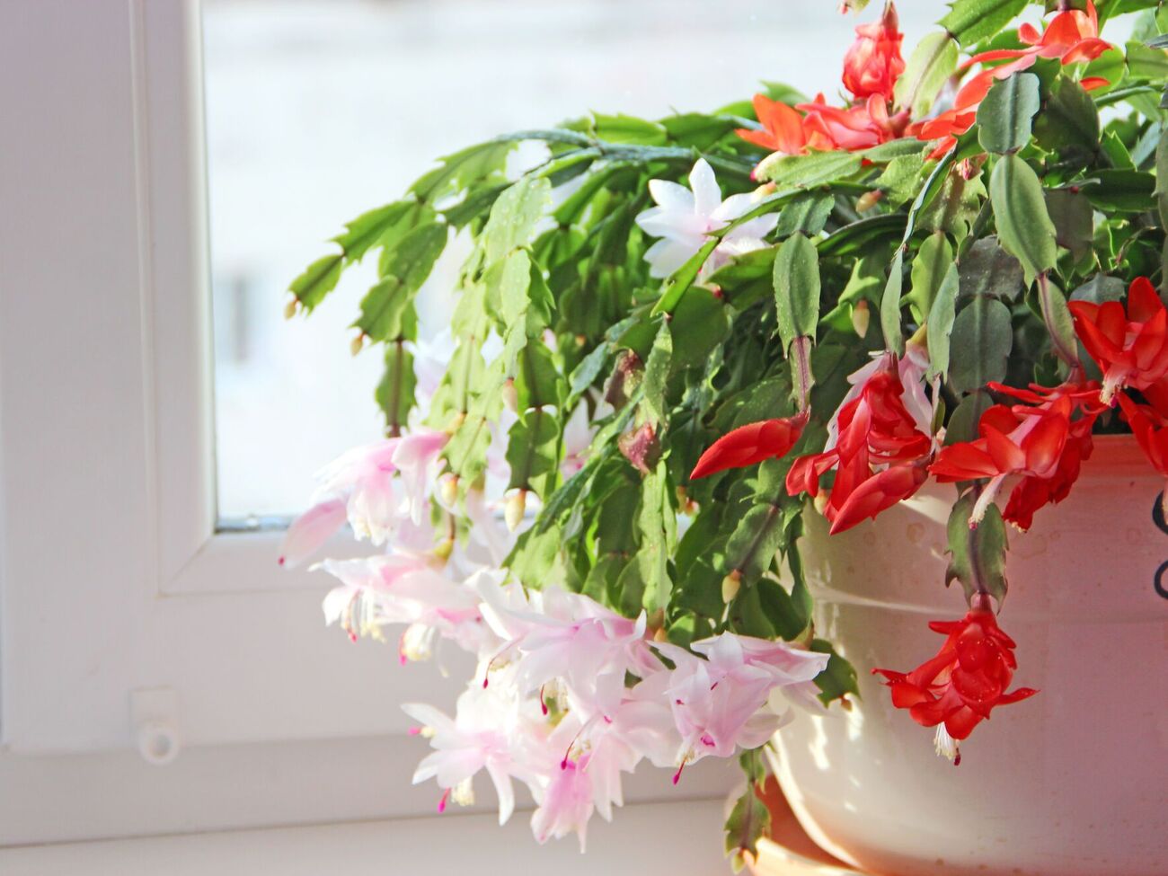 Поливайте растение приготовленным раствором один раз в две недели