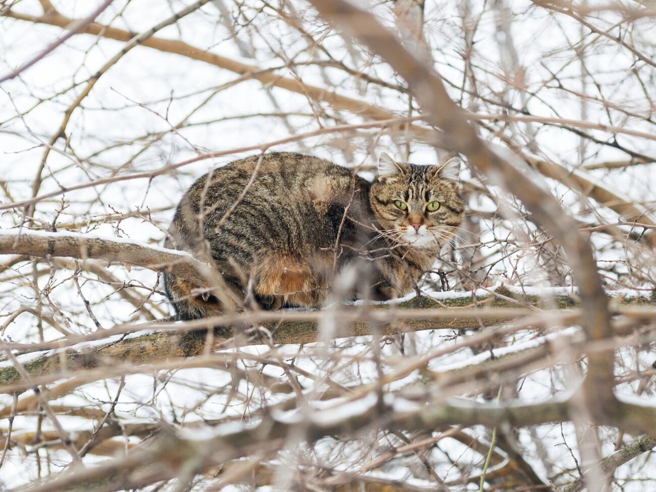 Узимку свій сад потрібно регулярно обстежувати