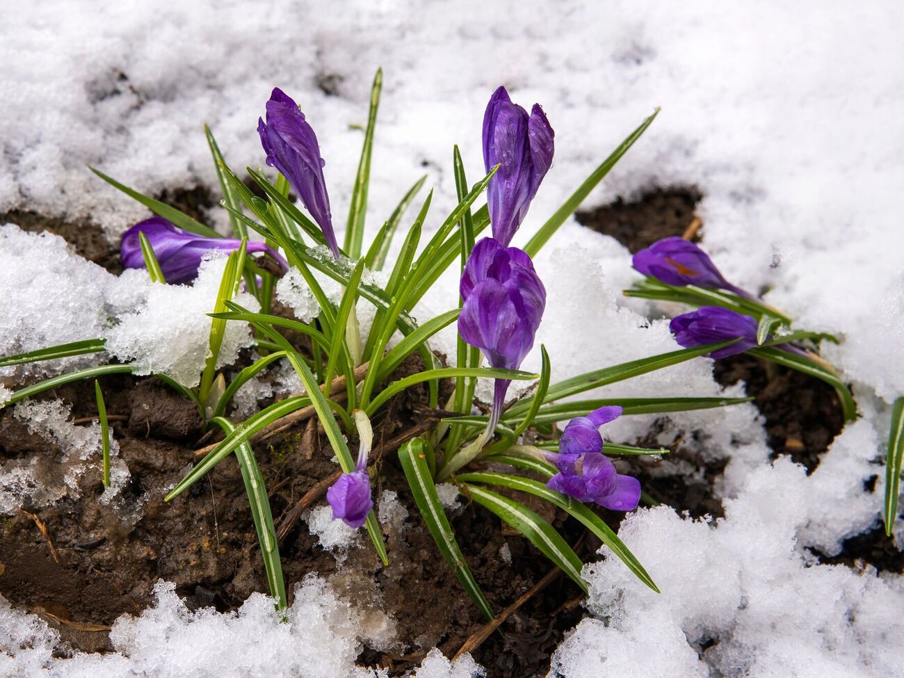 Снег задерживает влагу для растений