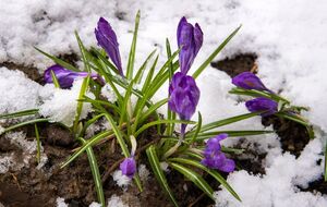 Снег задерживает влагу для растений