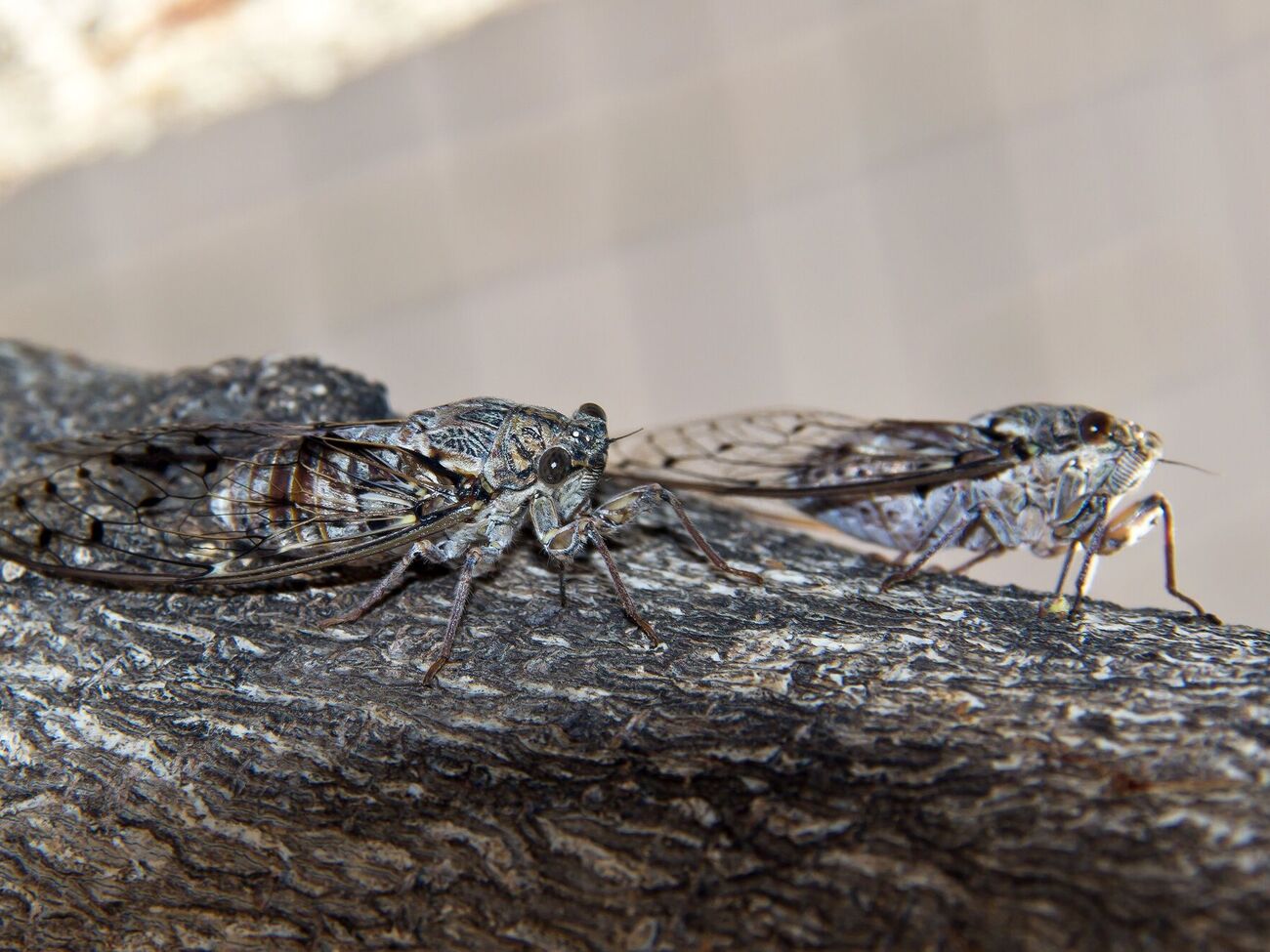 Пяденица может нанести непоправимый вред