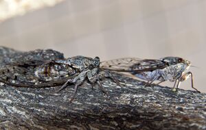 Пяденица может нанести непоправимый вред