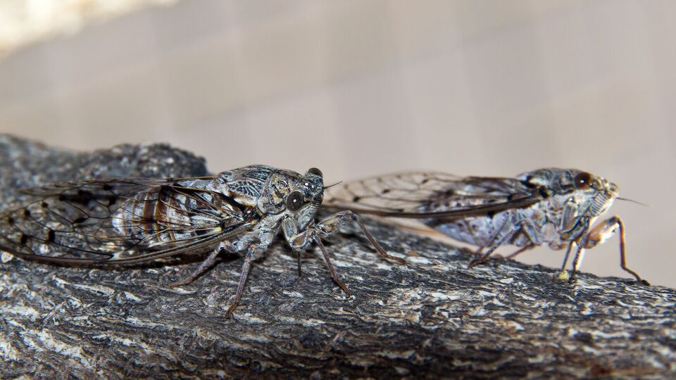 Пяденица может нанести непоправимый вред