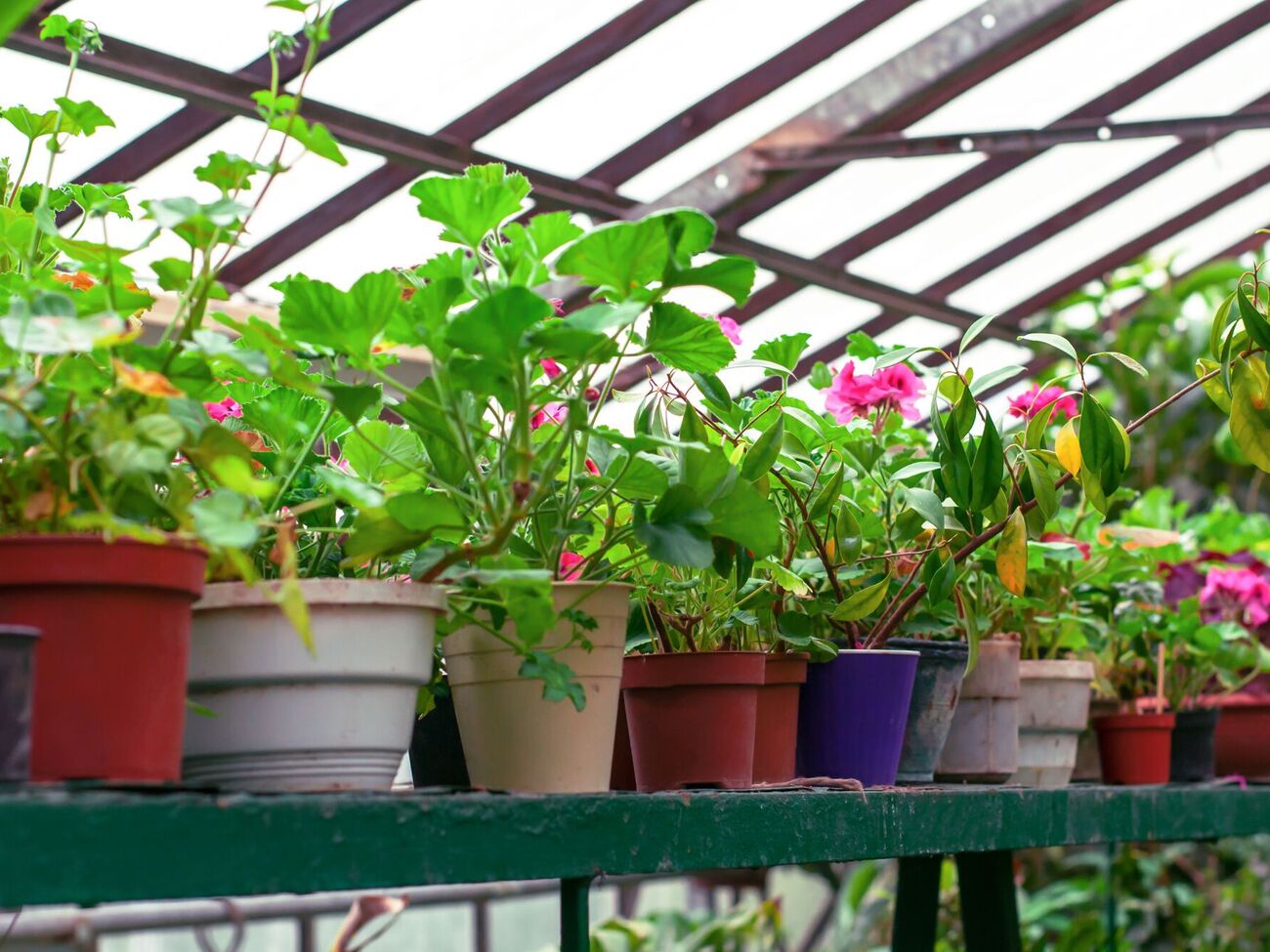 По лунному календарю можно определить благоприятные дни для работы с растениями