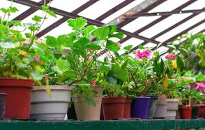 По лунному календарю можно определить благоприятные дни для работы с растениями