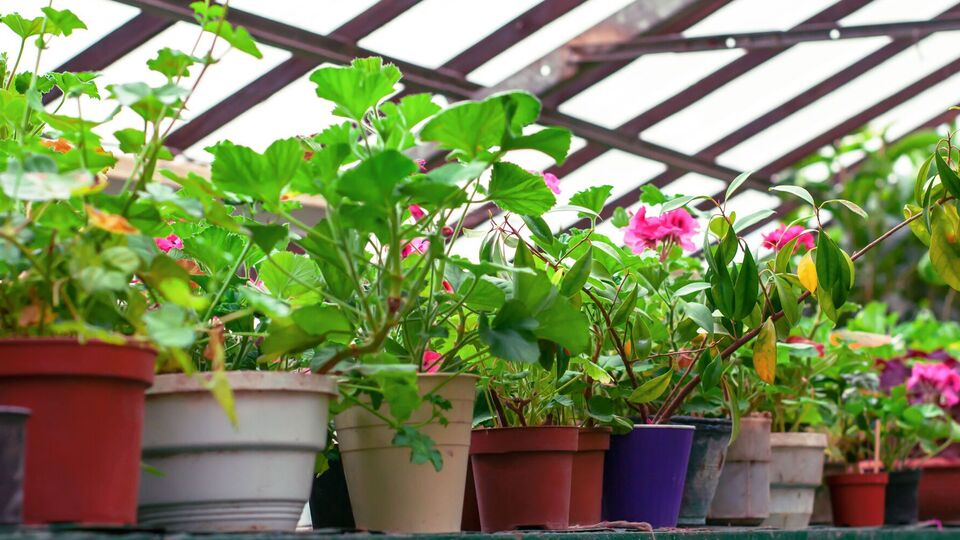 По лунному календарю можно определить благоприятные дни для работы с растениями