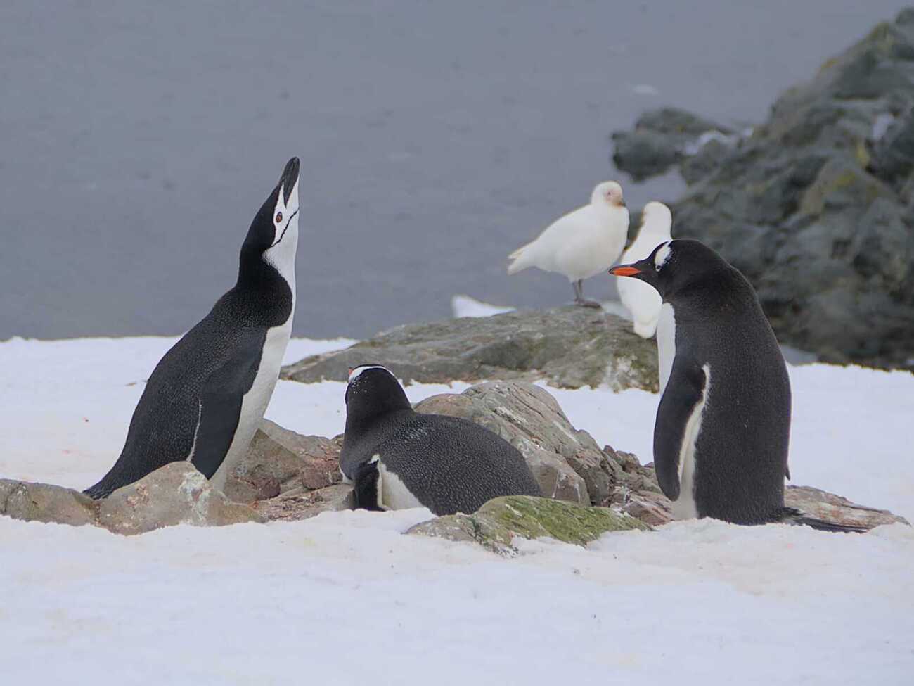 Возле украинской станции в Антарктиде обитают три вида пингвинов