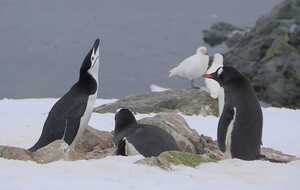 Возле украинской станции в Антарктиде обитают три вида пингвинов