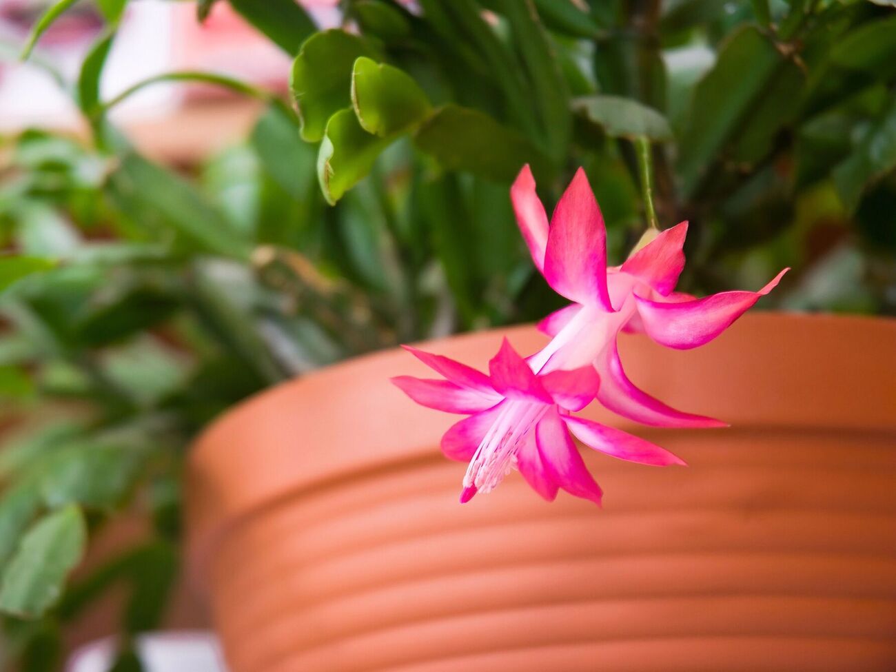 Блогерка рекомендує використовувати для підживлення різдвяника настій із гороху