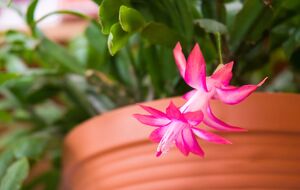 Блогер рекомендует использовать для удобрения рождественника настой из гороха