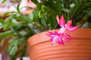 Блогер рекомендует использовать для удобрения рождественника настой из гороха