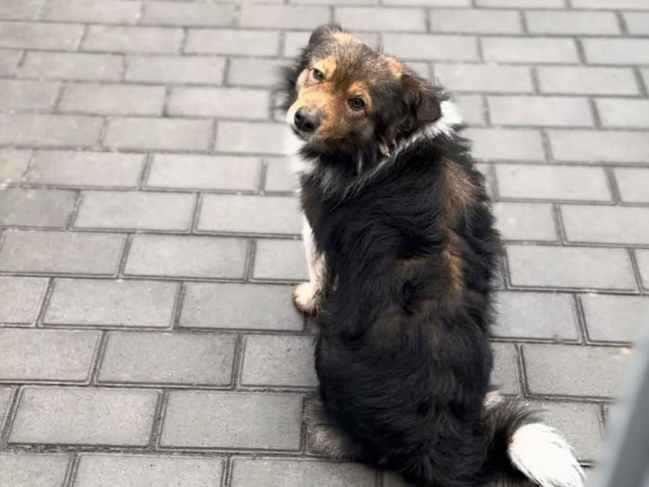 Сенічкін про собаку: В очах тотальна печаль і надія, що зараз вийде його Льошка і вони, як завжди разом, підуть додому, а завтра знову на роботу