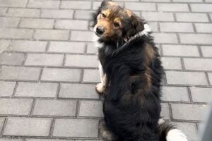 Сенічкін про собаку: В очах тотальна печаль і надія, що зараз вийде його Льошка і вони, як завжди разом, підуть додому, а завтра знову на роботу