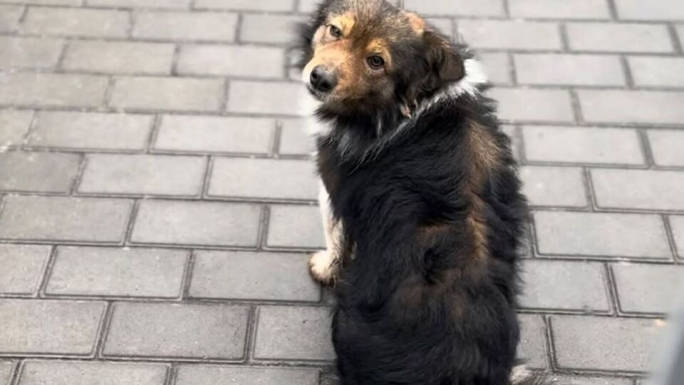 Сеничкин о собаке: В глазах – тотальная печаль и надежда, что сейчас выйдет его Лешка и они, как всегда, вместе пойдут домой, а завтра снова работа