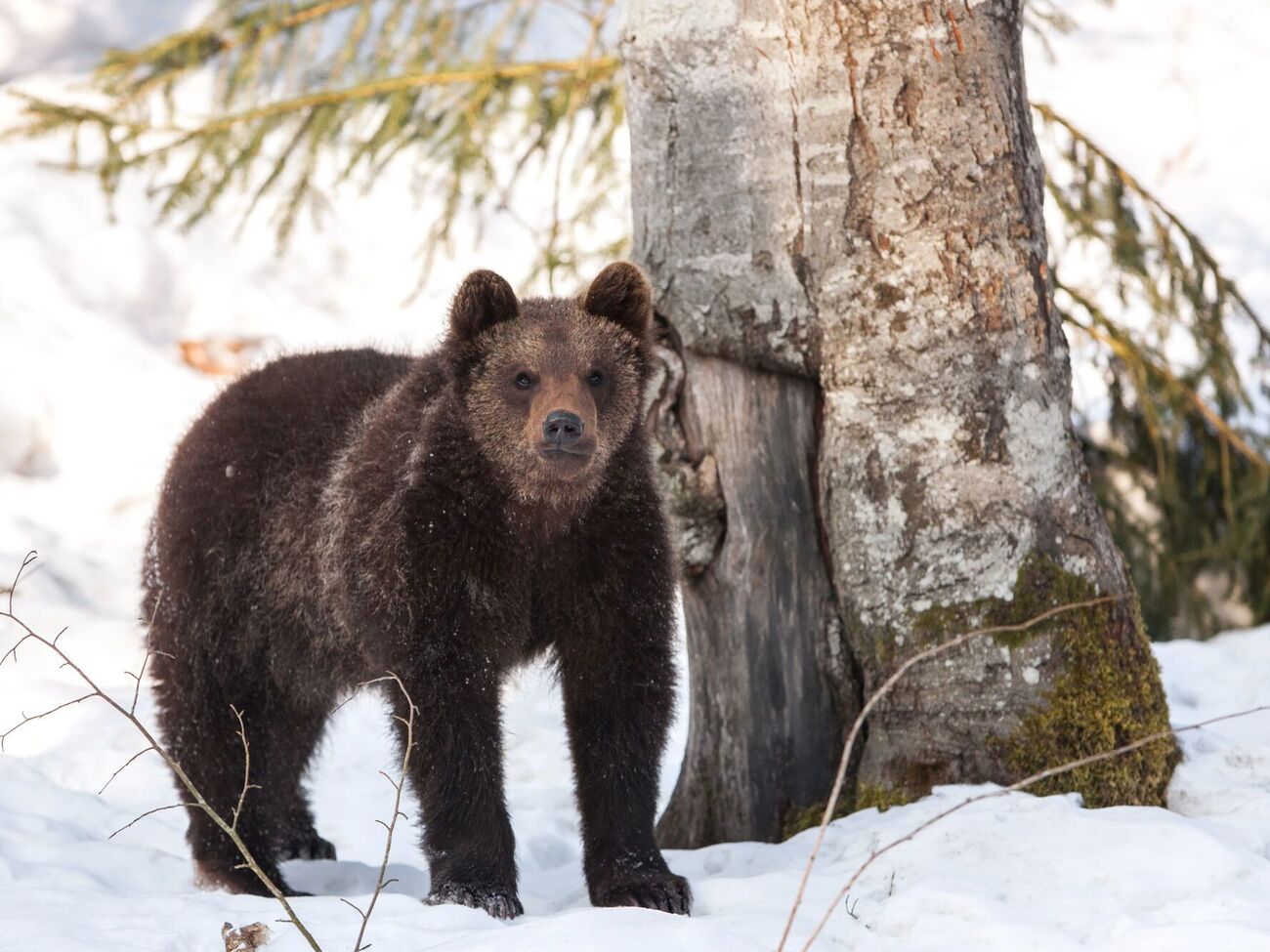 Припускають, що ведмідь прокинувся зі сплячки через відлигу й малу кількість снігу і вийшов на полювання